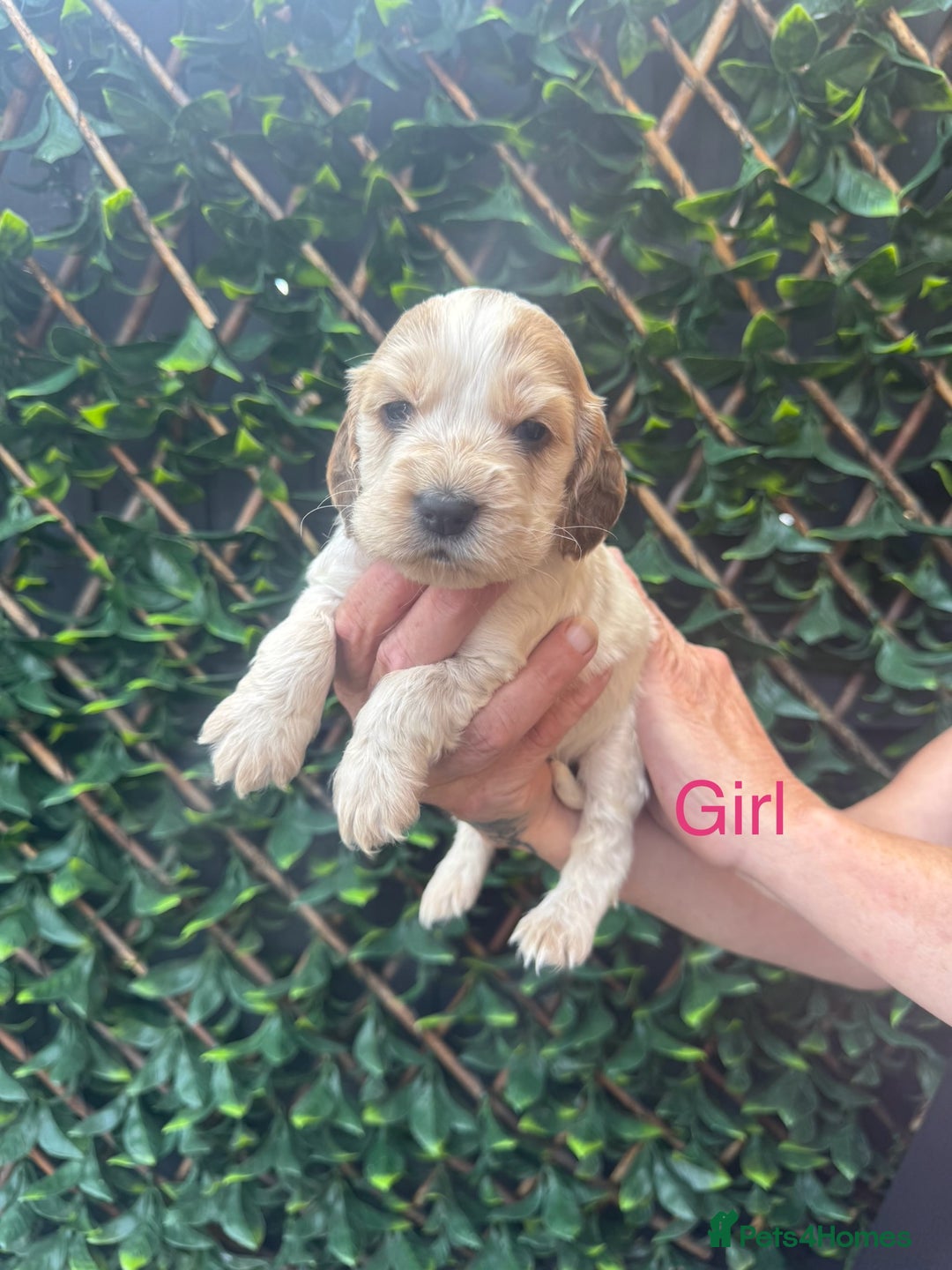 Cocker Spaniel dogs for sale: 🌟 STUNNING SHOW TYPE COCKERSPANIELS 🌟  - Image 8