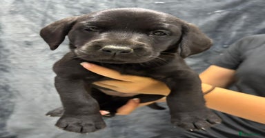 Labrador Retriever dogs - Advert 6