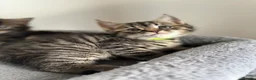 American Shorthair cats for sale: 🌟Kittens Ready for 4ever Home🌟 - Advert 19