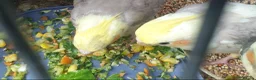 Cockatiels birds for sale: *all resrved*Hand reared Baby cockatiels available - Advert 3