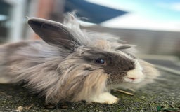 Angora rabbits for sale: Rabbits for adoption - Urgent - Image 16