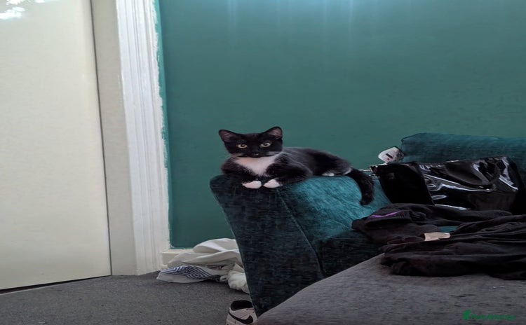 Domestic Shorthair cats - Advert 1