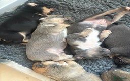 Mixed Breed dogs for sale: French billhuahua - Image 12