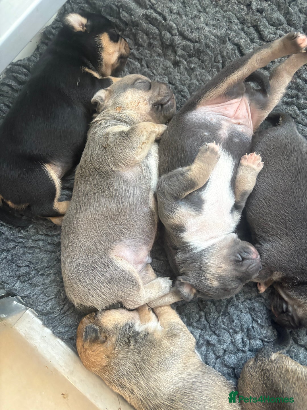 Mixed Breed dogs for sale: French billhuahua - Image 12