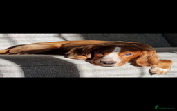 Cockapoo dogs for sale: Gorgeous F2B Cockapoo puppies  - Image 17