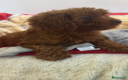 Cavapoo dogs for sale: Cavapoo BOY pup ready now ⭐️⭐️⭐️ - Image 2
