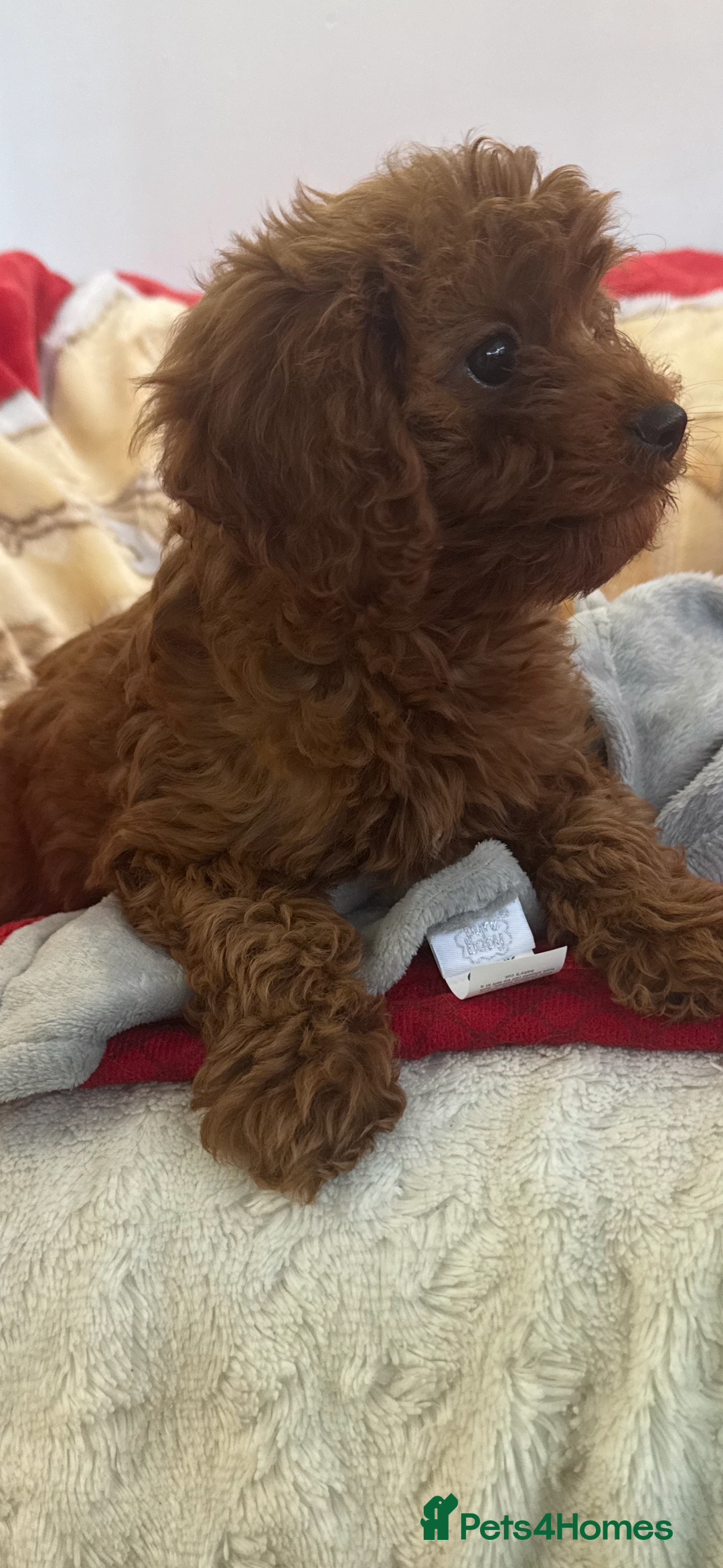 Cavapoo dogs for sale: Cavapoo BOY pup ready now ⭐️⭐️⭐️ - Image 2