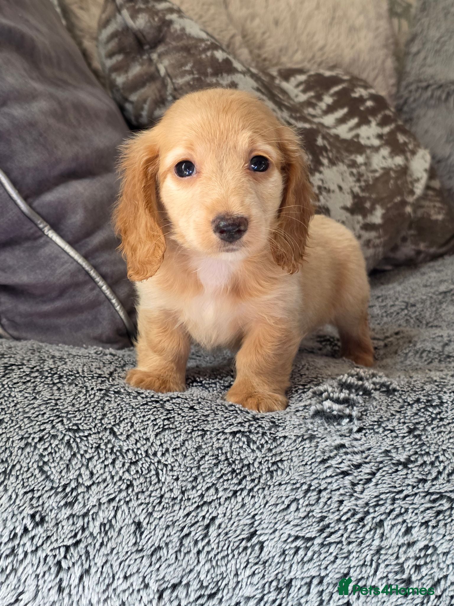 Miniature Dachshund dogs Cream male miniature Dachshund males - Advert 15