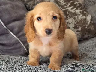 Miniature Dachshund dogs Cream male miniature Dachshund males - Advert 15