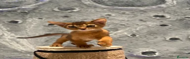 Abyssinian female Kitten 