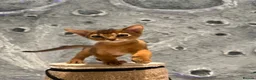 Abyssinian cats for sale: Beautiful Abyssinian female kittens  - Advert 14