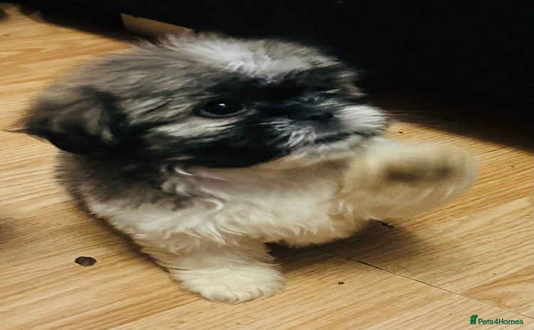 Shih Tzu dogs - Advert 1
