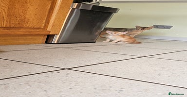 Abyssinian cats - Advert 1