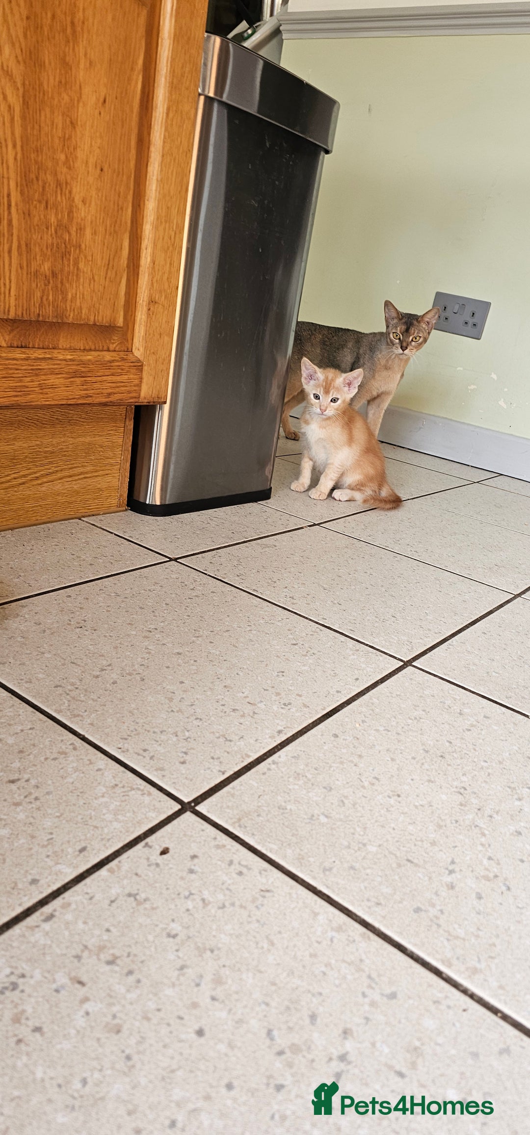 Abyssinian cats for sale: All kittens reserved, thank you 😻 - Image 7