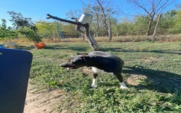 Mixed Breed dogs for adoption: LUCKY - a superb and gentle girl for a Loving Home - Image 20
