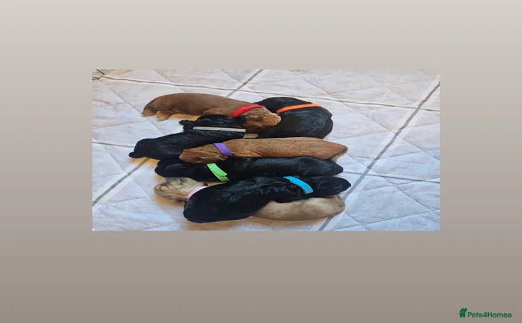 Cockapoo dogs Gorgeous Cockapoo puppies  - Advert 3