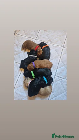 Cockapoo dogs Gorgeous Cockapoo puppies - Advert 3