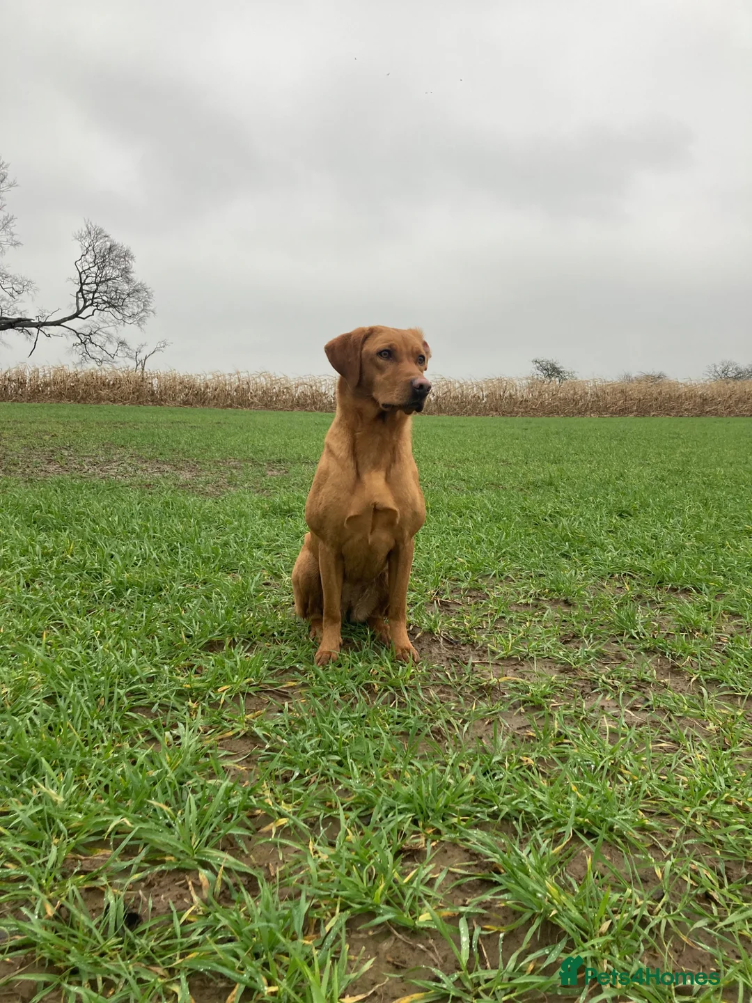 Labrador Retriever dogs for sale: KC reg working Fox Red Labradors puppies in Alnwick - Advert 1