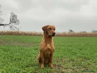 Labrador Retriever dogs KC reg working Fox Red Labradors puppies - Advert 2