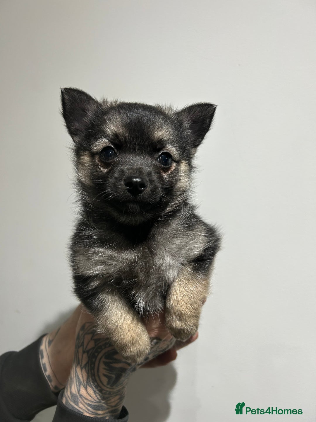 Mixed Breed dogs for sale: Pomsky x Chihuahua puppies  - Advert 4