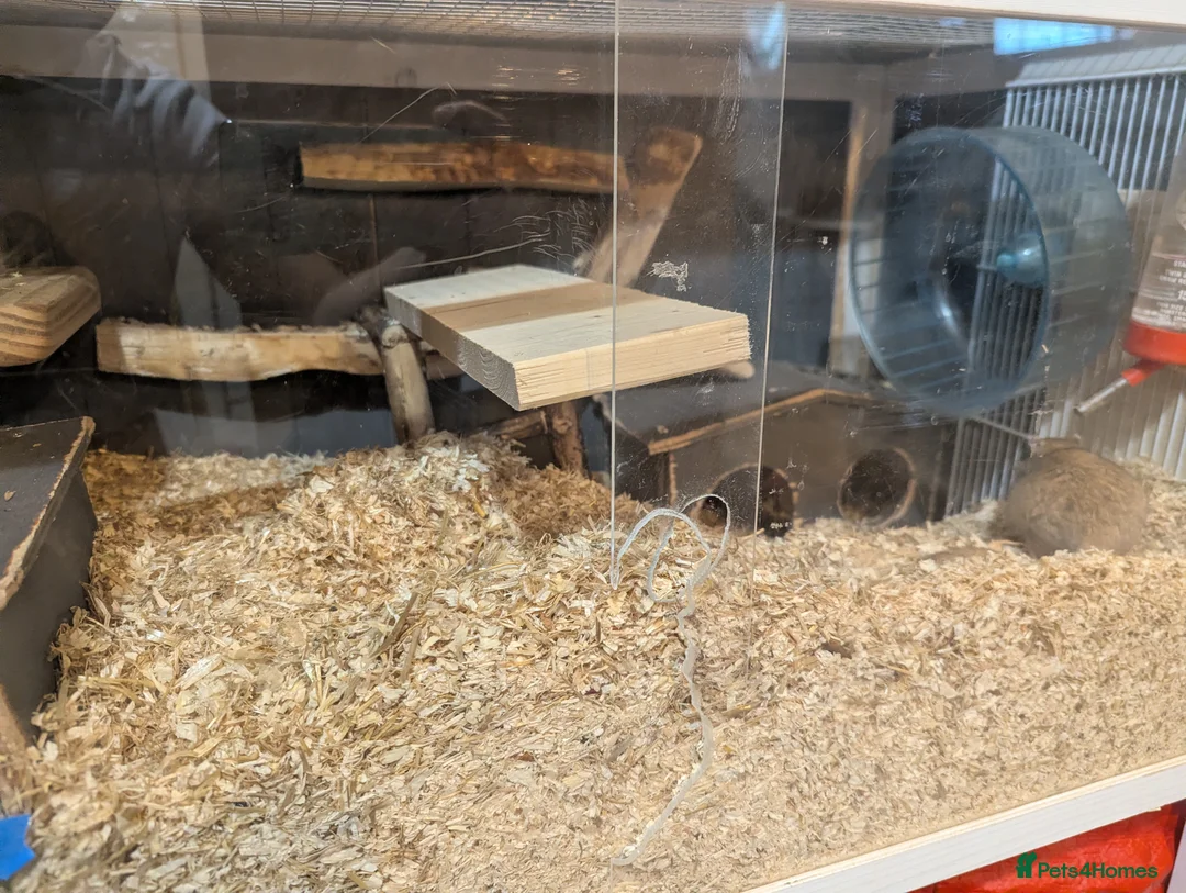 Gerbil rodents for sale: 2 gerbits girls  - Advert 1