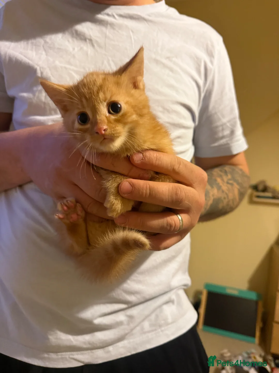 Mixed Breed cats for sale: Kittens for sale  - Advert 2