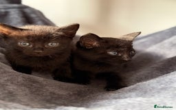 Russian Blue cats for sale: Russian Blue x BSH mixed breed Kittens  - Image 14