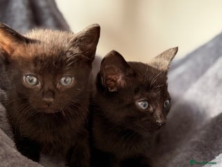 Russian Blue cats Elegant Russian Blue mixed breed, Ready Today! - Advert 2