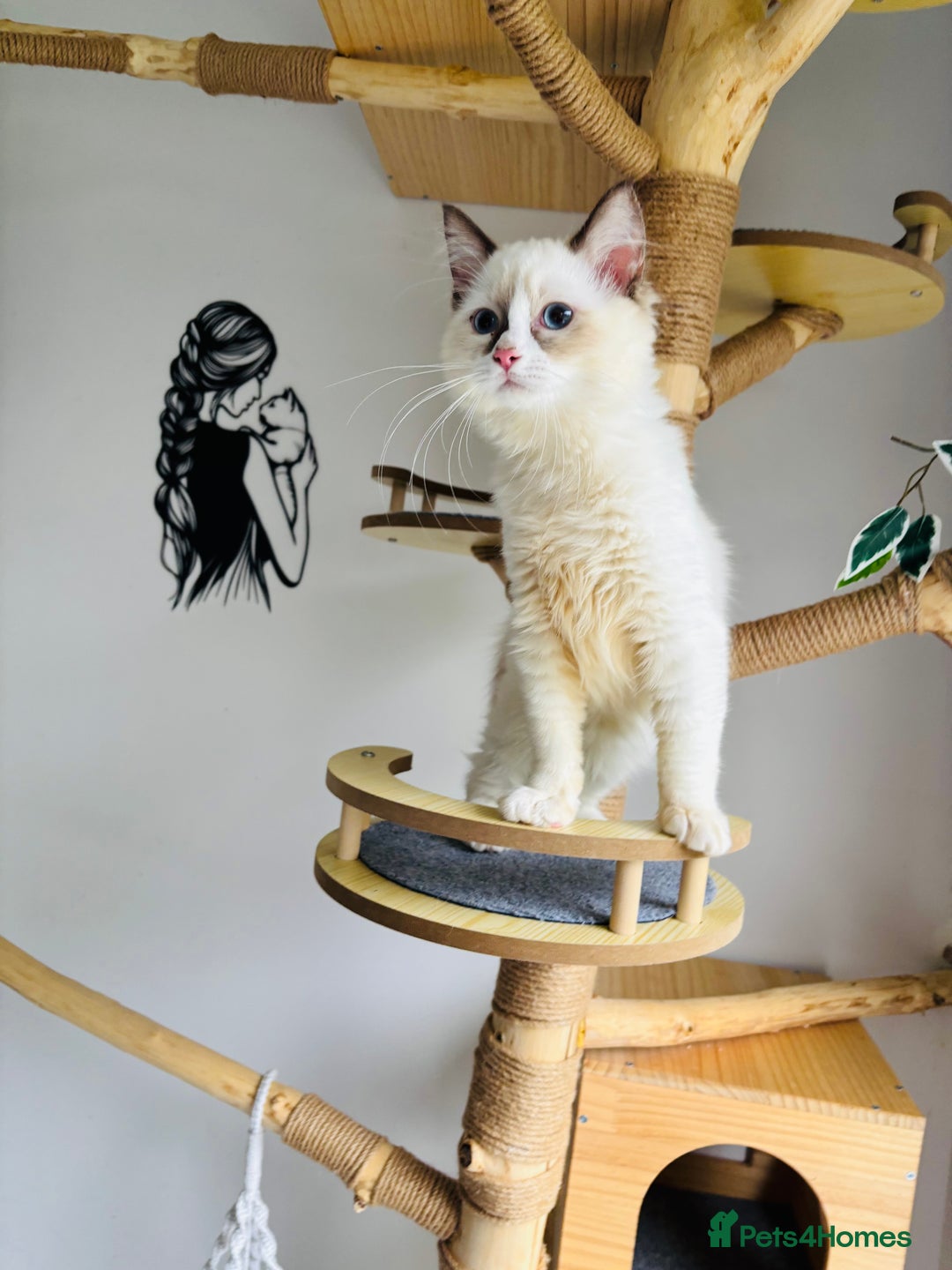 Ragdoll cats for sale: Beautiful ragdoll kittens  - Advert 9