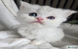 Persian cats for sale: 😻 Persian chinchilla kittens 😻 - Image 9