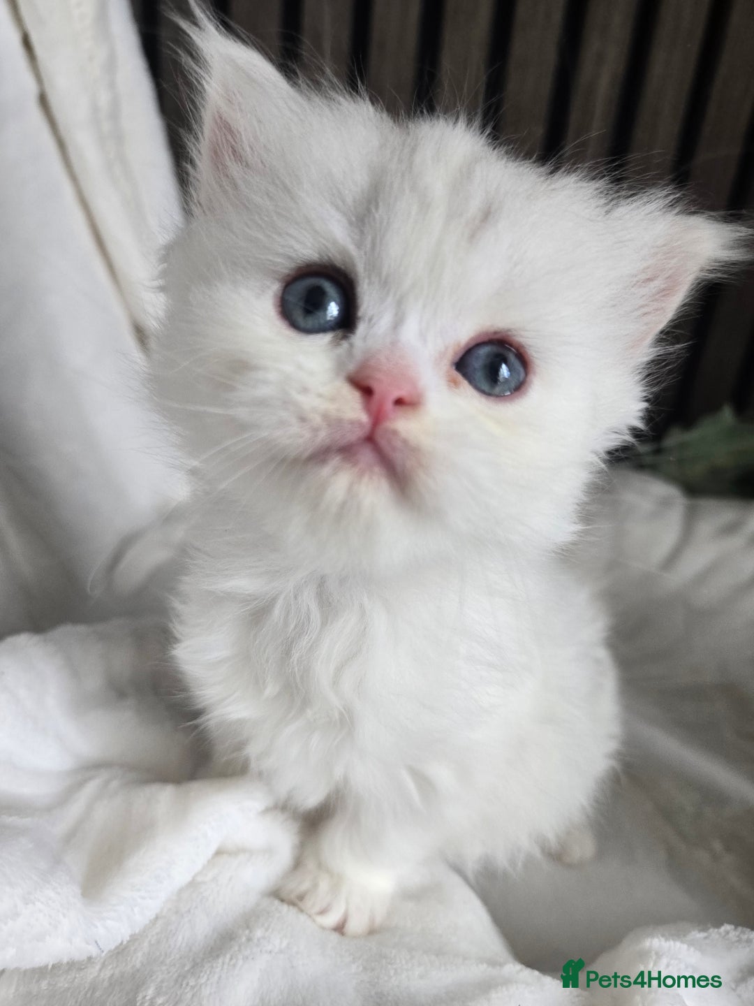 Persian cats for sale: 😻 Persian chinchilla kittens 😻 - Image 9