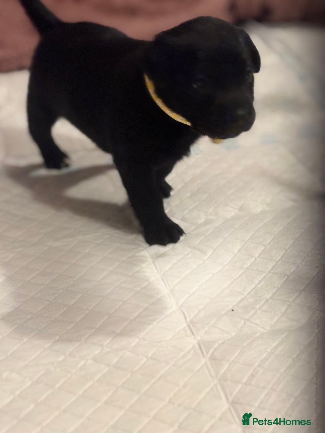 Mixed Breed dogs for sale: Beautiful Staffadors 4 weeks old  - Advert 13