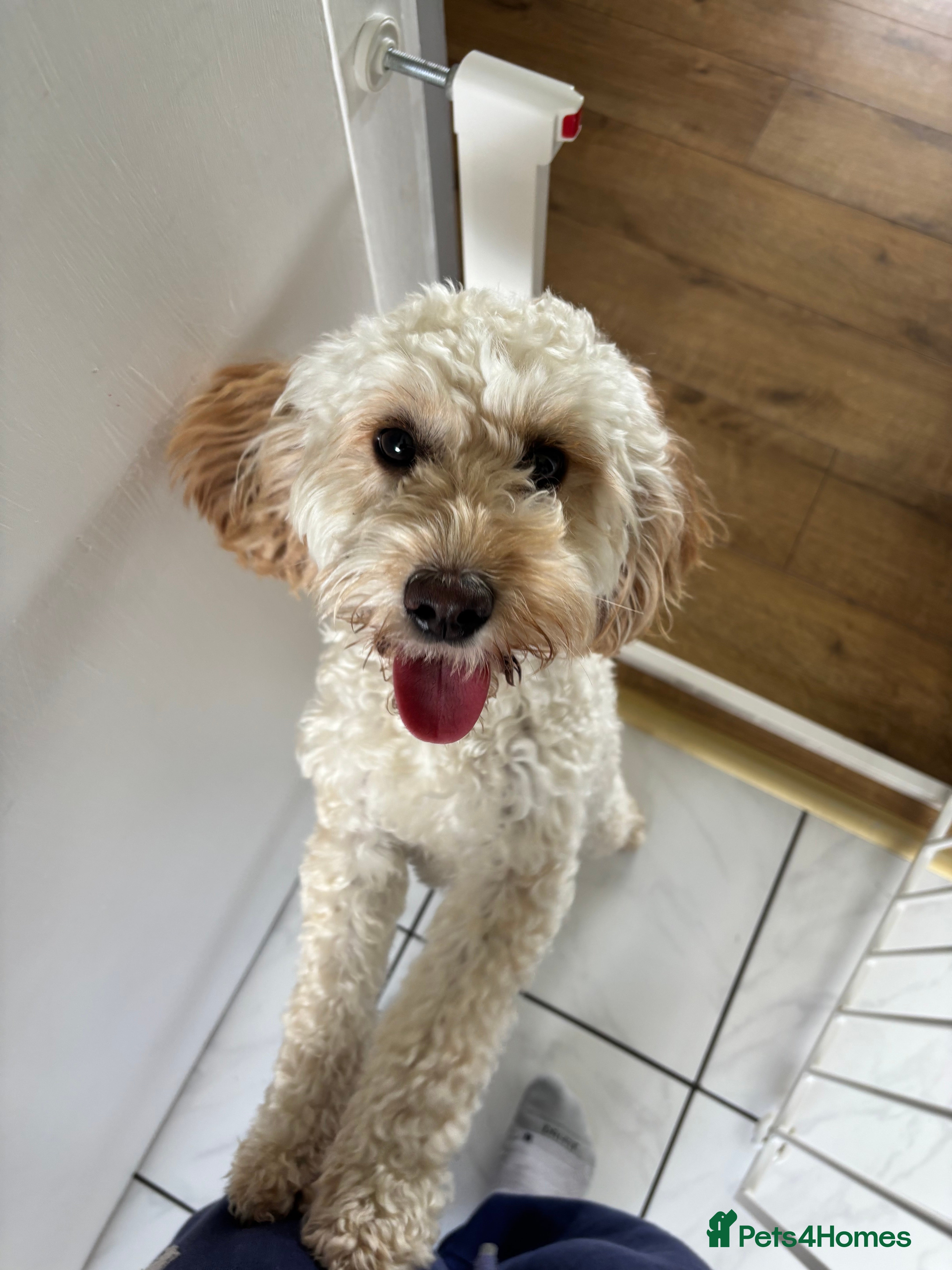 Cockapoo dogs 1 year old Cockapoo for rehoming  - Advert 1