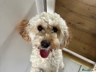 Cockapoo dogs 1 year old Cockapoo for rehoming - Advert 4