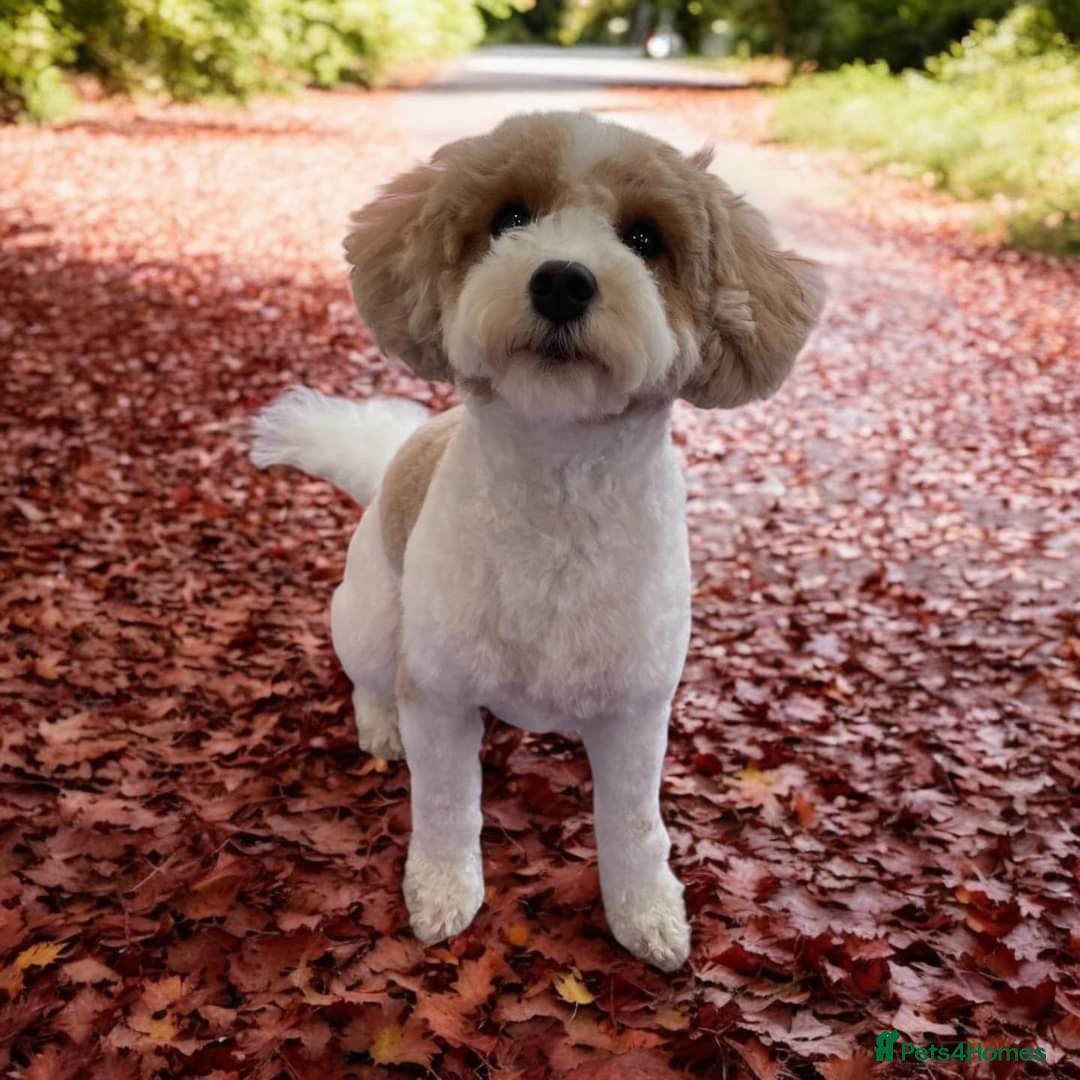 Cavapoo dogs for sale: 2 beautiful females needing a forever home ASAP!!! - Image 10