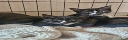 British Shorthair cats for sale: 3 beautiful kittens all black and white in colour - Advert 8
