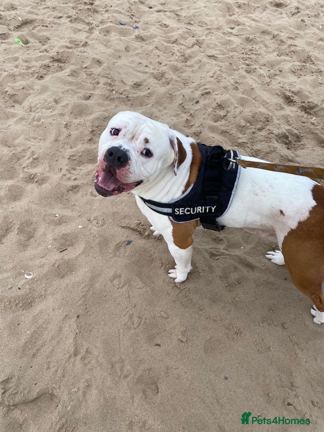 American Bulldog dogs for sale: American bulldog - Image 4