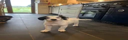 Bordoodle dogs for sale: Bordoodle 2 is the only remaining pup - Advert 6