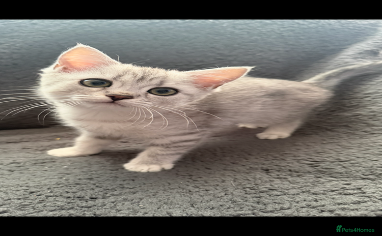 British Shorthair cats - Advert 1