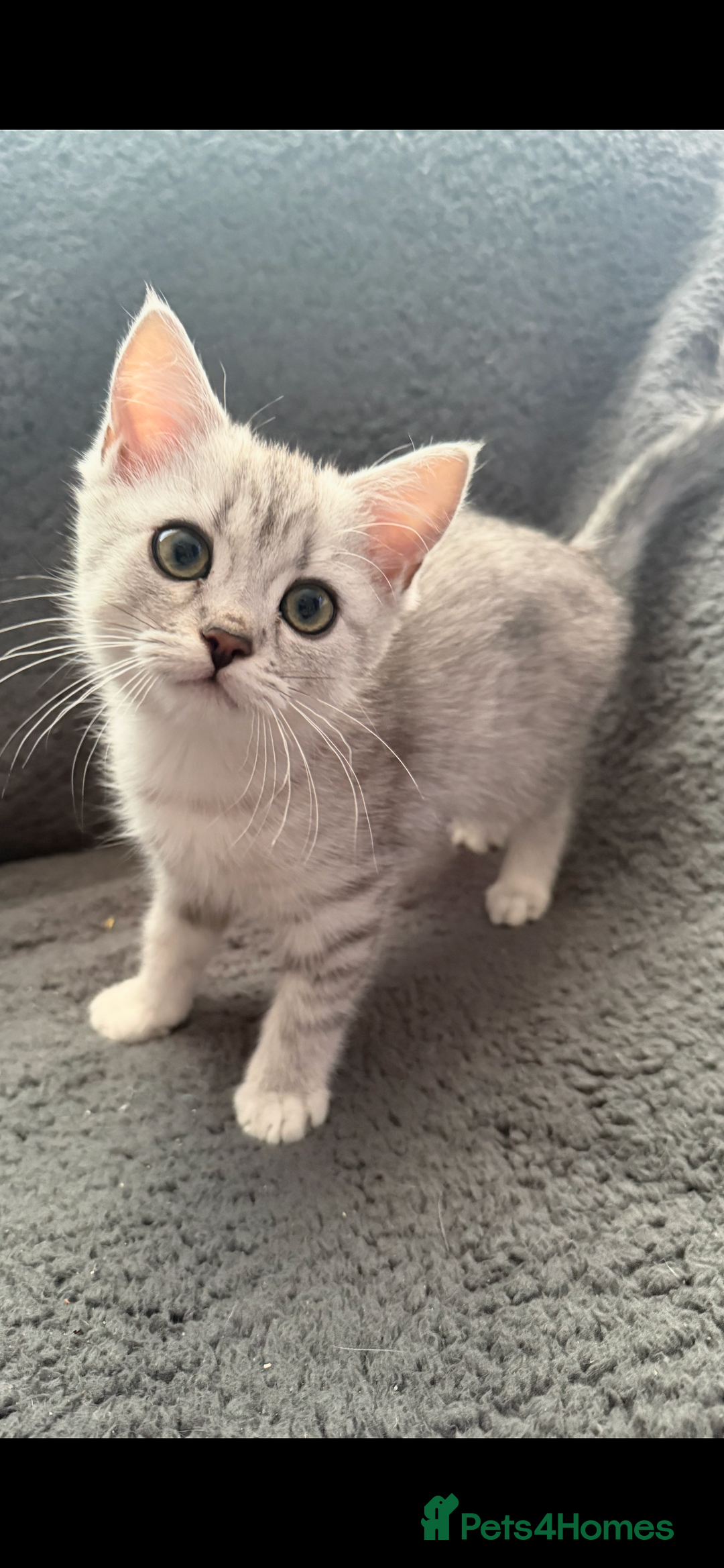 British Shorthair cats for sale: Kittens - Image 1