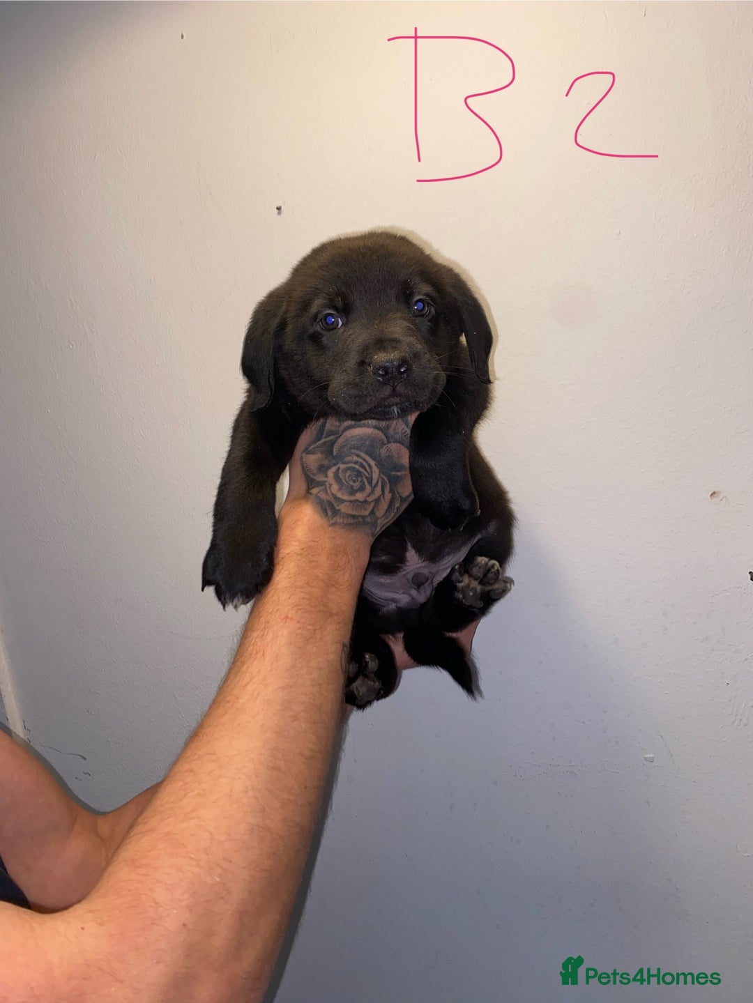 Mixed Breed dogs for sale: 5 lab x staff x collie puppies - Advert 5