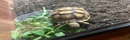 Tortoise reptiles for sale: Tortoise for sale  - Advert 4