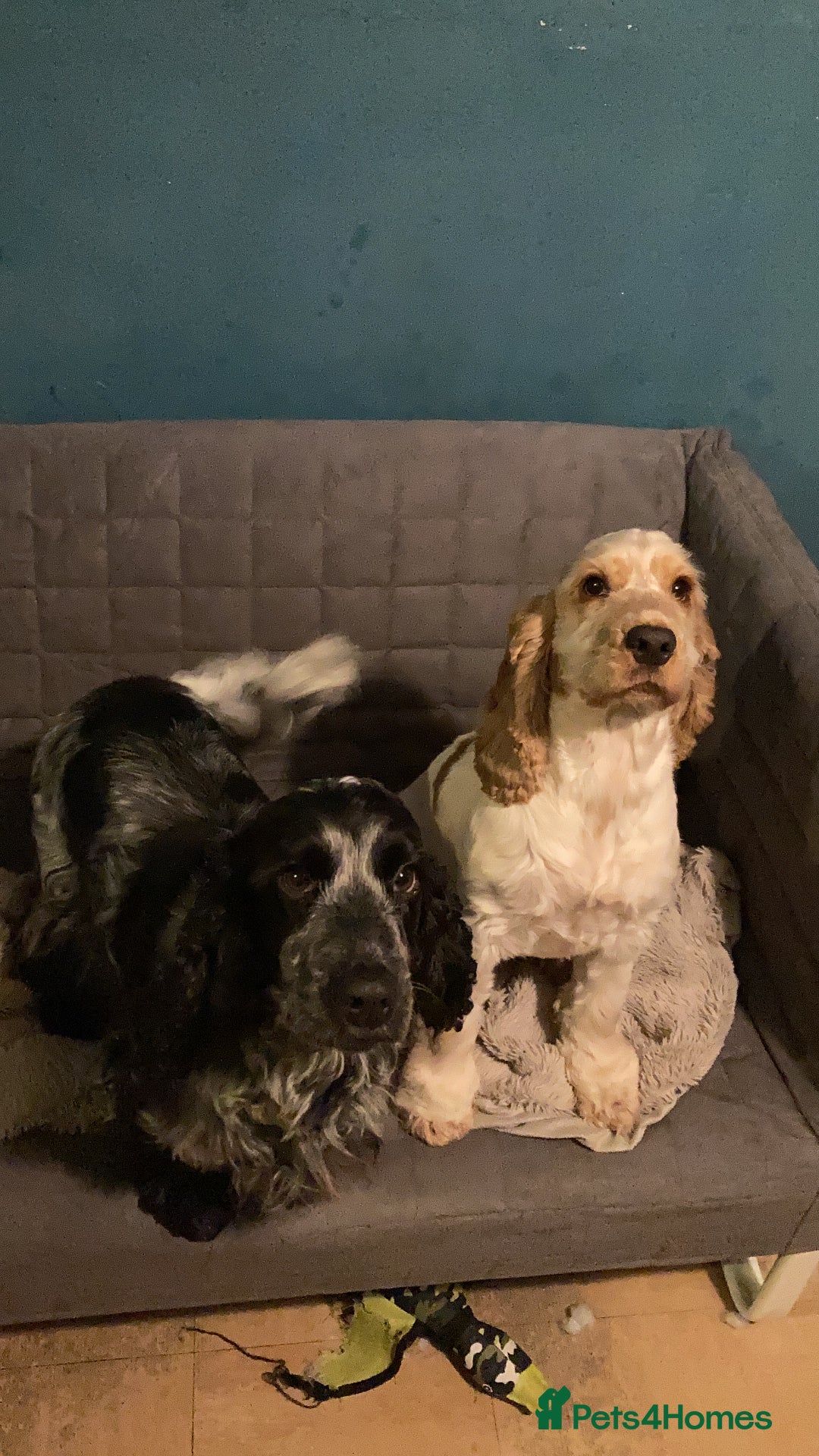 Cocker Spaniel dogs for sale: Beautiful adult cocker spaniel females - Advert 3