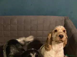 Cocker Spaniel dogs Beautiful spayed adult cocker spaniel females - Advert 16