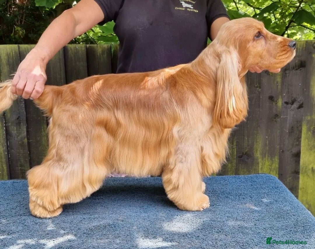 Cocker Spaniel dogs for sale: KC SHOW TYPE COCKER REGISTERED - Advert 10