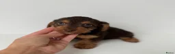 Mixed Breed dogs for sale: 5 Beautiful Chocolate brown & Tan Puppies  in Egham - Advert 7