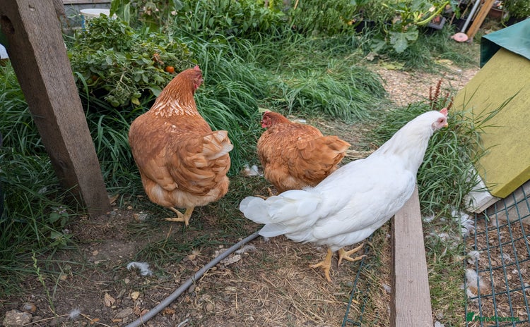Chickens poultry - Advert 4