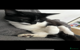 Mixed Breed cats for sale: Gorgeous brother and sister for sale - Image 4