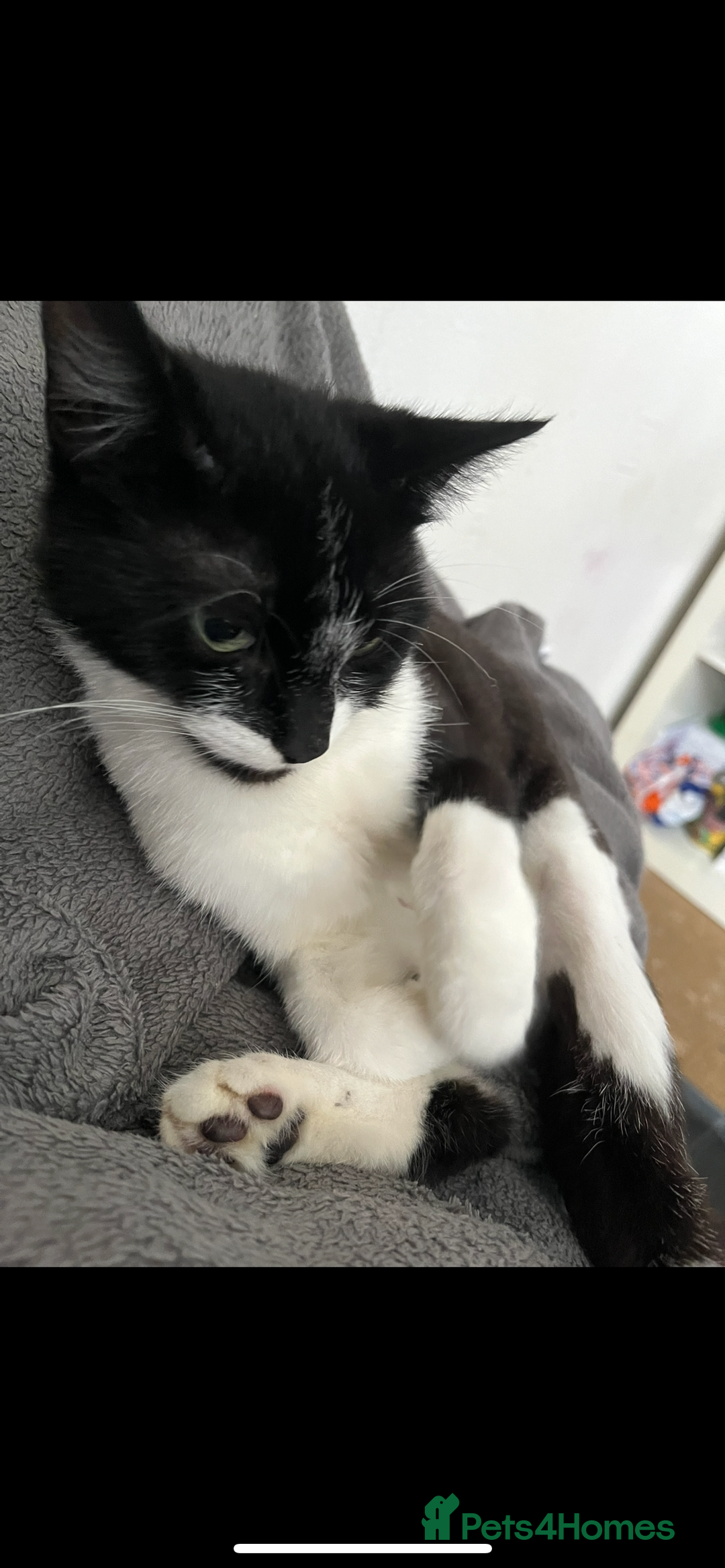 Mixed Breed cats for sale: Gorgeous brother and sister for sale - Image 4