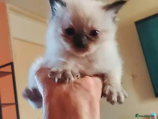Ragdoll cats Ragdoll kittens for sale - Advert 2